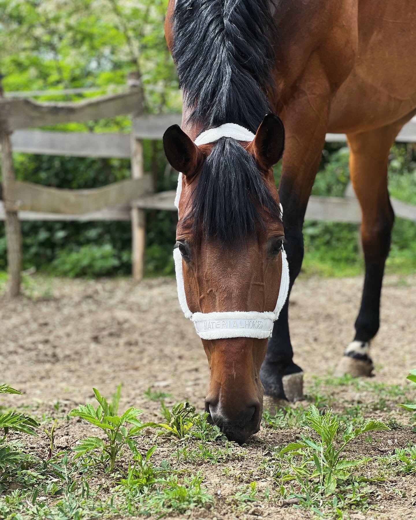 Material Horses Glitter Transfer Halter - Show White