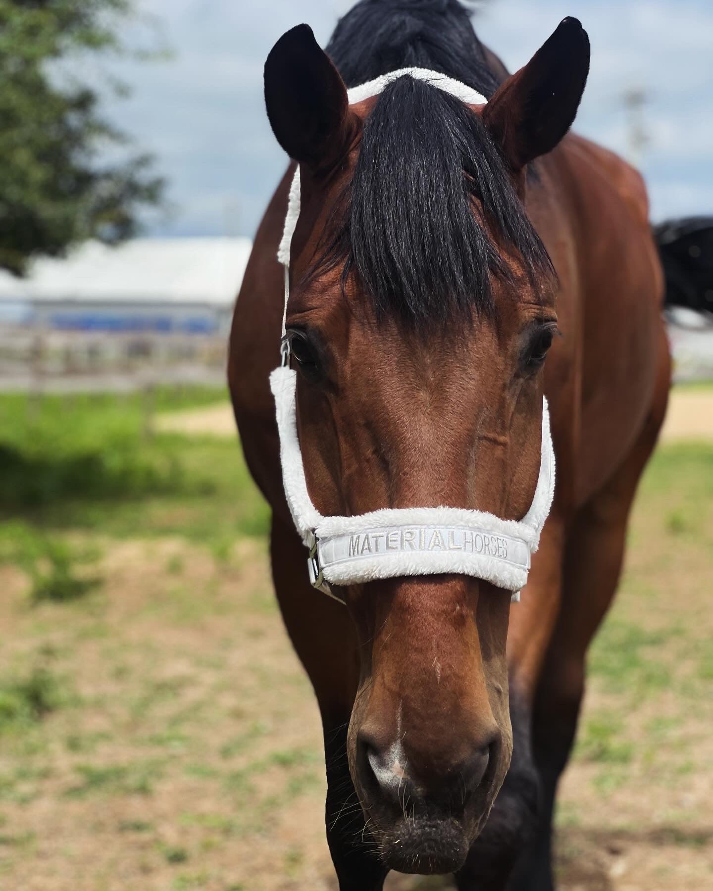 Material Horses Glitter Transfer Halter - Show White