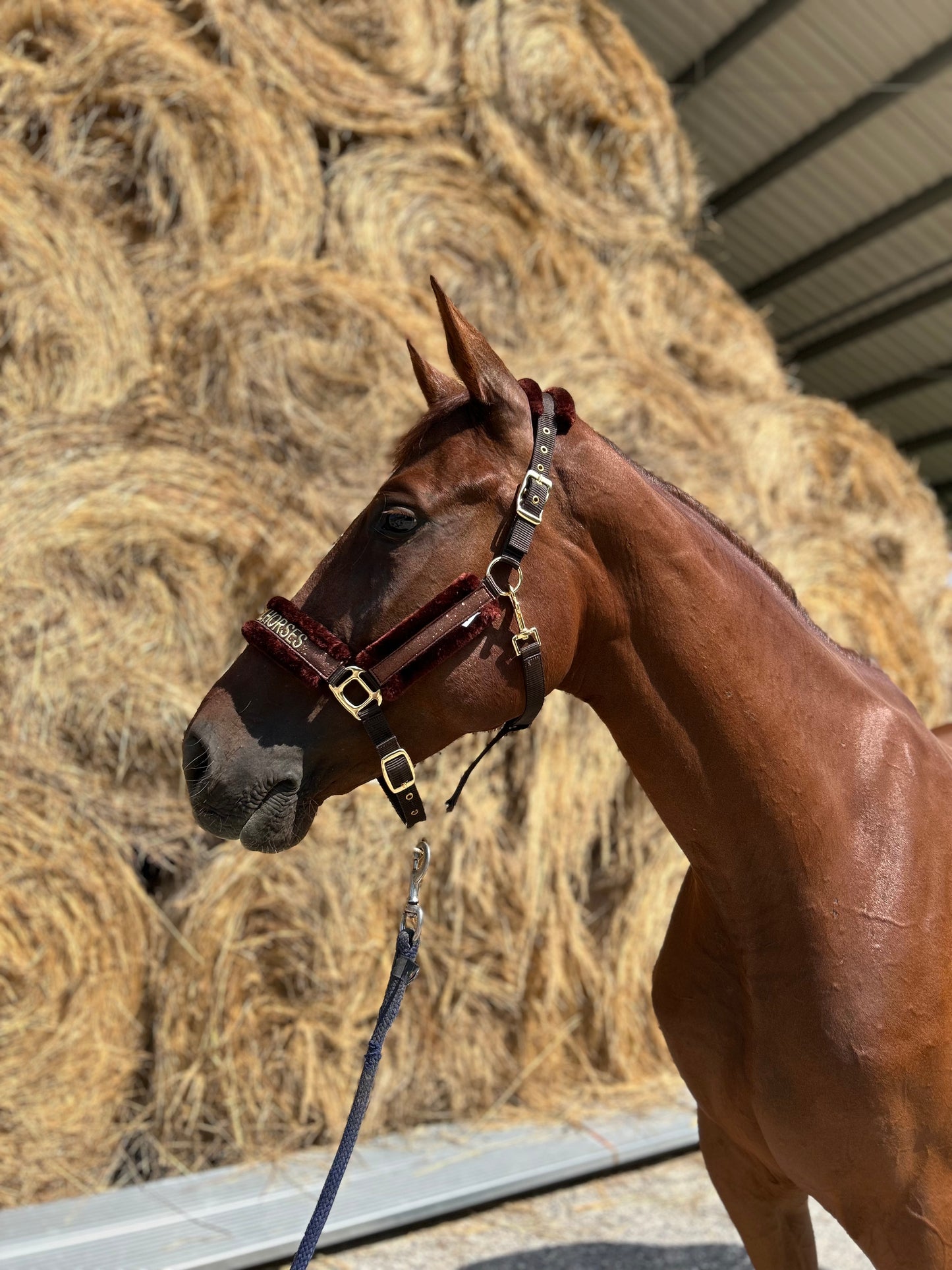 Material Horses Glitter Transfer Halter - Golden Brown