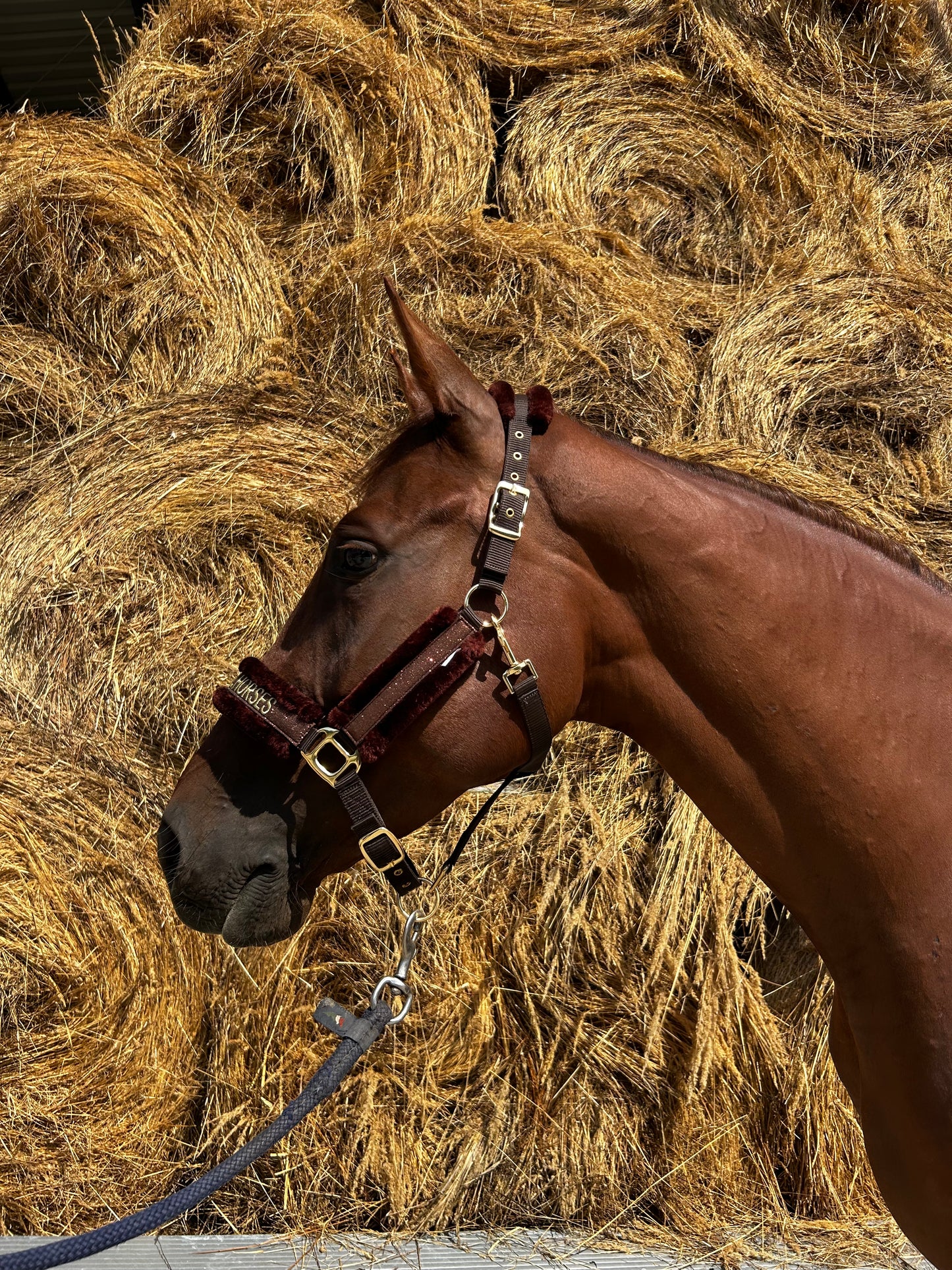 Material Horses Glitter Transfer Halter - Golden Brown