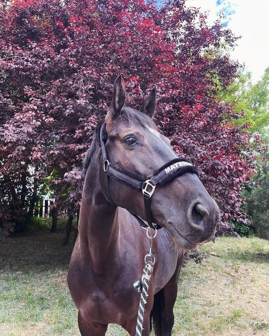 Material Horses Glitter Transfer Halter - Black