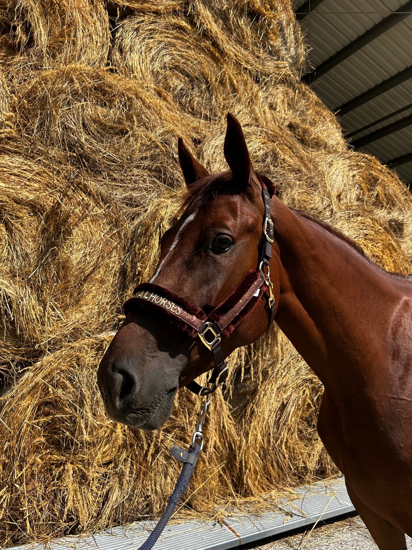 Material Horses Glitter Transfer Halter - Golden Brown