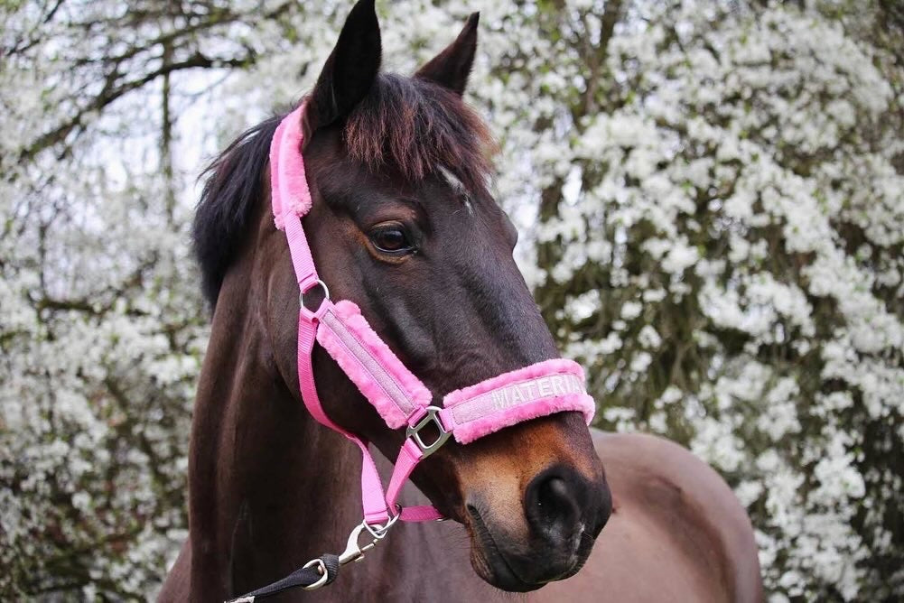 Material Horses Glitter Transfer Halter - Baby Pink