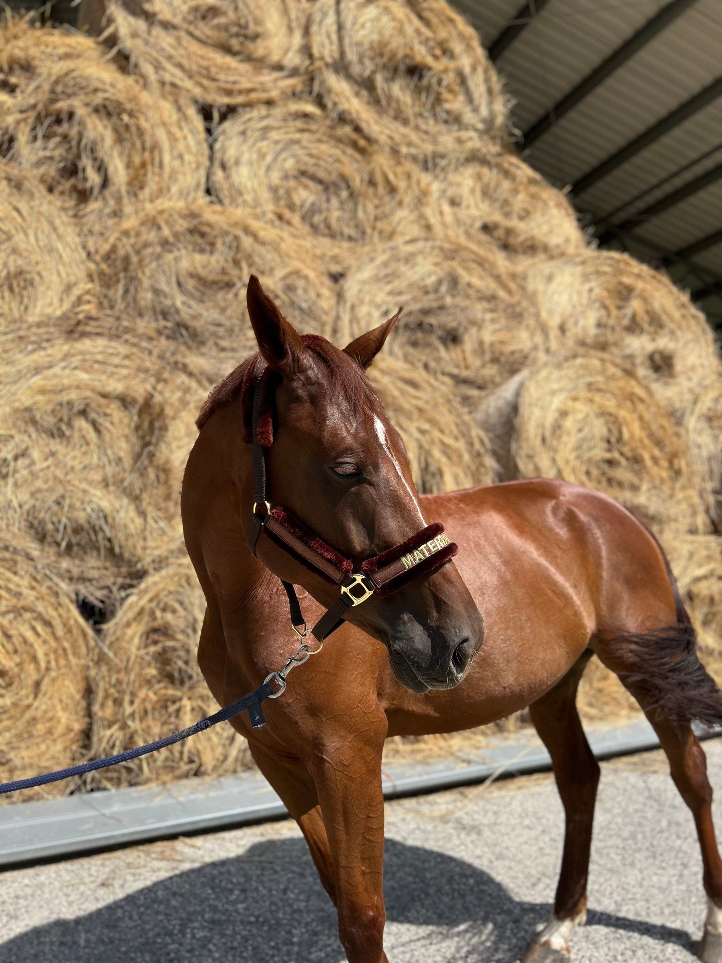 Material Horses Glitter Transfer Halter - Golden Brown