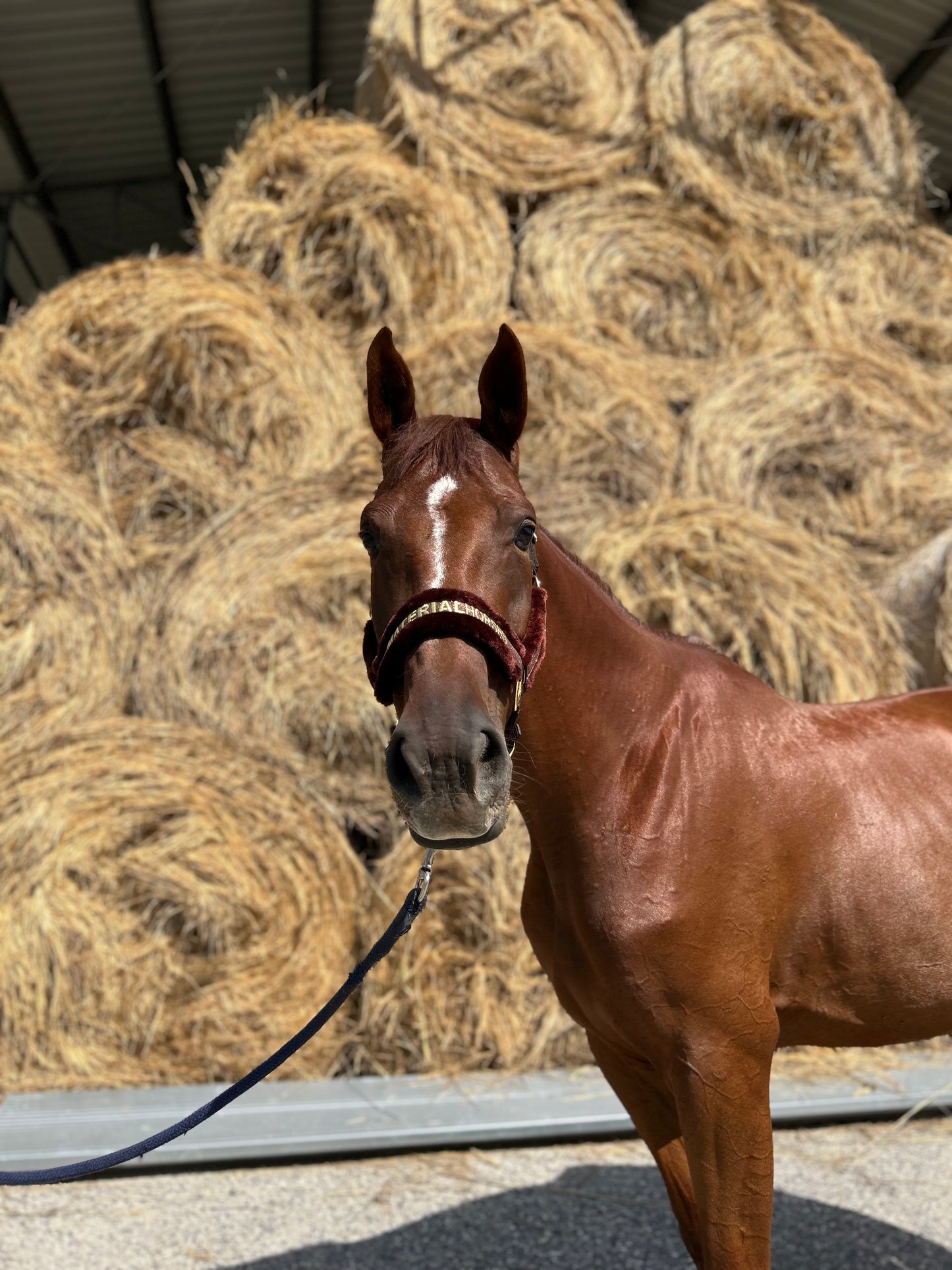 Material Horses Glitter Transfer Halter - Golden Brown